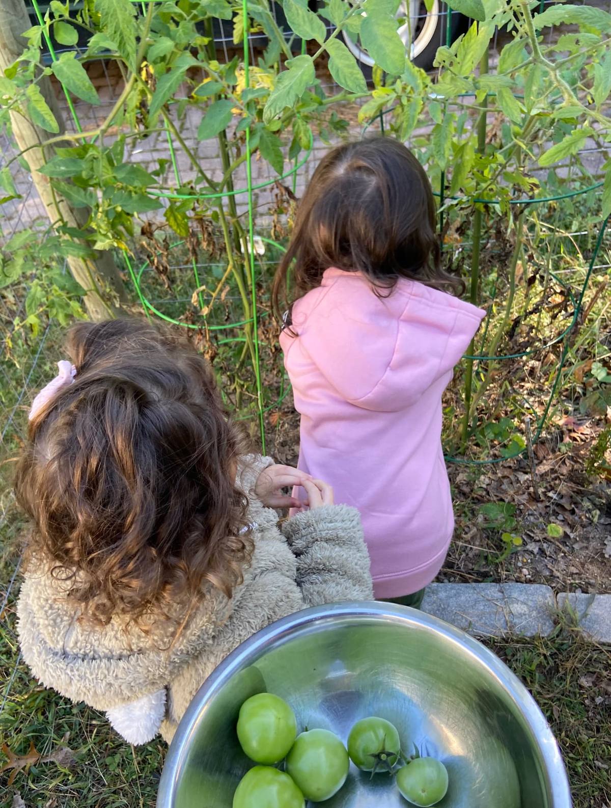 Children harvesting tomatoes from the garden